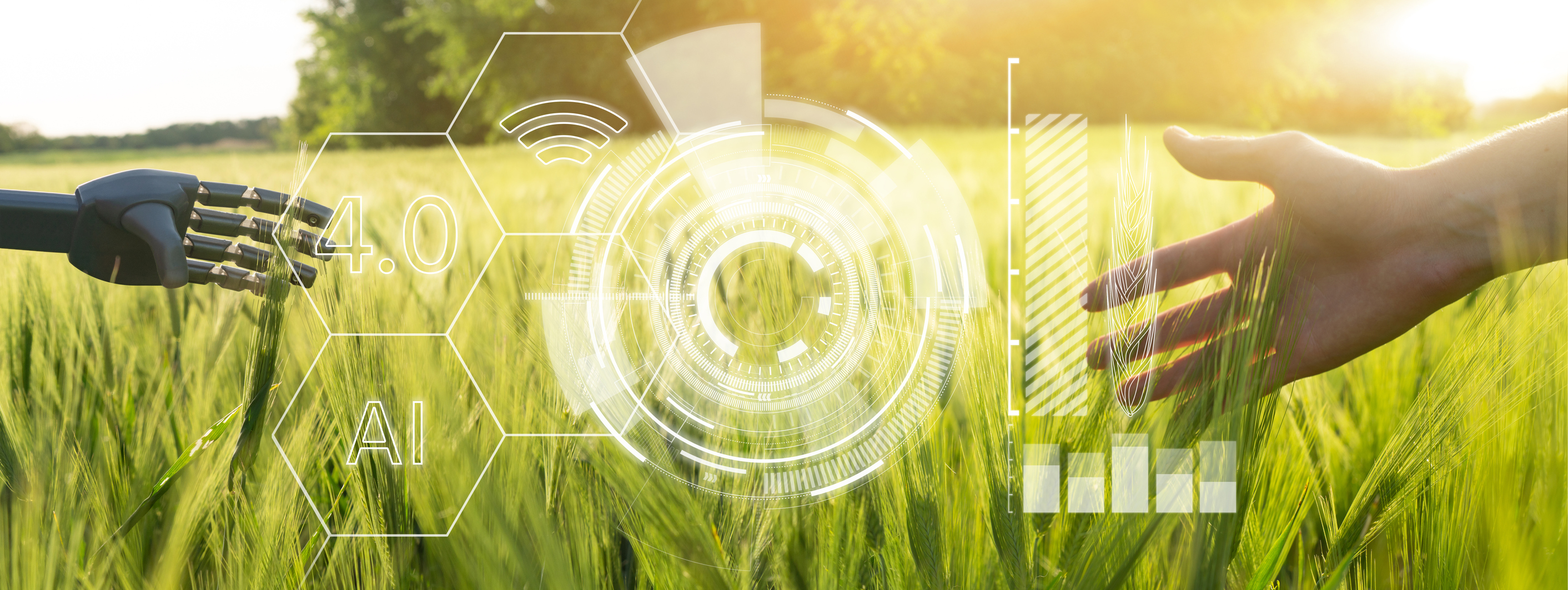 A robot hand and a man's hand touches wheat in the field. Concept of the future agriculture.