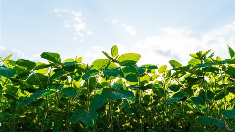 P-26-155_Agriculture